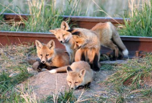 Fox kits coming out of the den near Philipsburg, Montana.